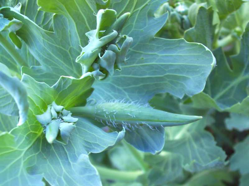 Glaucium flavum - papavero cornuto